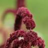 Fotografia 8 da espécie Amaranthus cruentus do Jardim Botânico UTAD