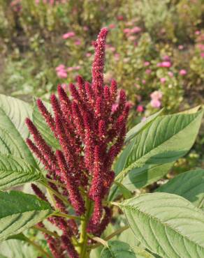 Fotografia 12 da espécie Amaranthus cruentus no Jardim Botânico UTAD