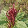 Fotografia 12 da espécie Amaranthus cruentus do Jardim Botânico UTAD