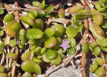 Fotografia da espécie Sesuvium portulacastrum