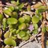 Fotografia 1 da espécie Sesuvium portulacastrum do Jardim Botânico UTAD
