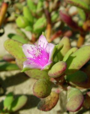 Fotografia 3 da espécie Sesuvium portulacastrum no Jardim Botânico UTAD