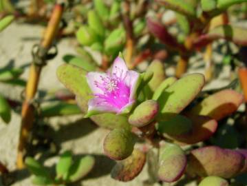 Fotografia da espécie Sesuvium portulacastrum