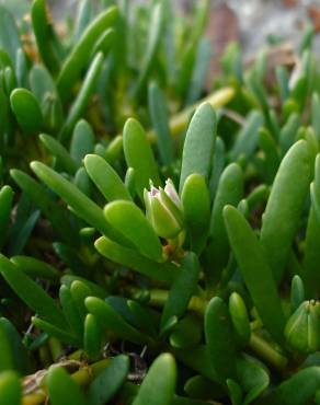 Fotografia 4 da espécie Sesuvium portulacastrum no Jardim Botânico UTAD