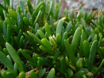 Fotografia da espécie Sesuvium portulacastrum