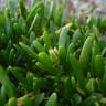 Fotografia 4 da espécie Sesuvium portulacastrum do Jardim Botânico UTAD
