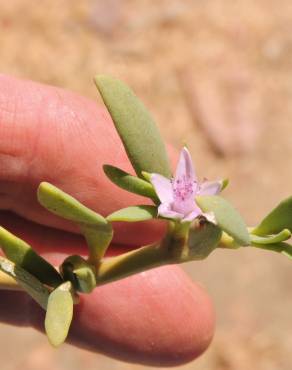 Fotografia 5 da espécie Sesuvium portulacastrum no Jardim Botânico UTAD