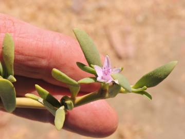 Fotografia da espécie Sesuvium portulacastrum