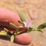 Fotografia 5 da espécie Sesuvium portulacastrum do Jardim Botânico UTAD