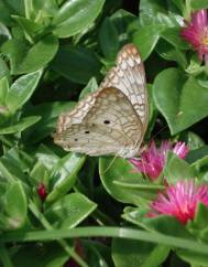 Mesembryanthemum cordifolium