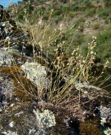 Fotografia da espécie Bufonia macropetala