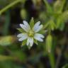 Fotografia 1 da espécie Cerastium brachypetalum subesp. brachypetalum var. brachypetalum do Jardim Botânico UTAD