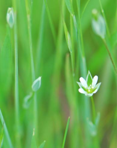 Fotografia de capa Moenchia erecta subesp. erecta - do Jardim Botânico