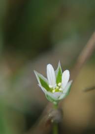 Fotografia da espécie Moenchia erecta subesp. erecta