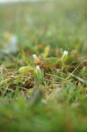 Fotografia da espécie Moenchia erecta subesp. erecta