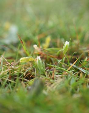 Fotografia 3 da espécie Moenchia erecta subesp. erecta no Jardim Botânico UTAD