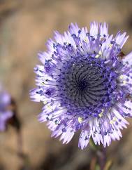 Globularia alypum