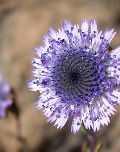 Fotografia de capa Globularia alypum - do Jardim Botânico