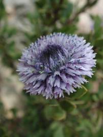 Fotografia da espécie Globularia alypum