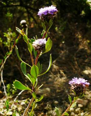 Fotografia 5 da espécie Globularia alypum no Jardim Botânico UTAD