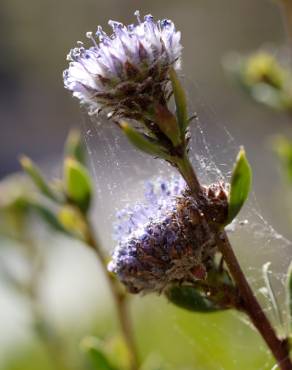 Fotografia 6 da espécie Globularia alypum no Jardim Botânico UTAD