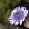 Fotografia 7 da espécie Globularia alypum do Jardim Botânico UTAD