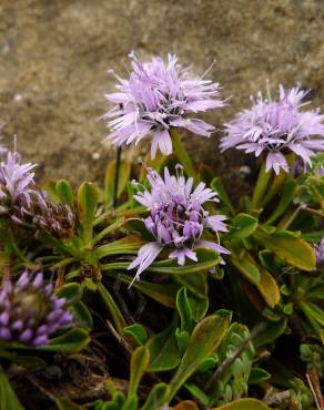 Fotografia 7 da espécie Globularia repens no Jardim Botânico UTAD