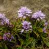 Fotografia 7 da espécie Globularia repens do Jardim Botânico UTAD