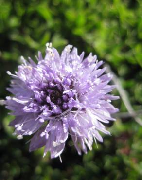 Fotografia 8 da espécie Globularia repens no Jardim Botânico UTAD