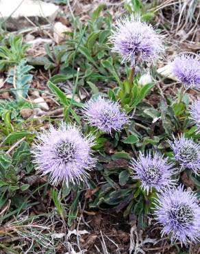 Fotografia 9 da espécie Globularia repens no Jardim Botânico UTAD