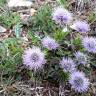 Fotografia 9 da espécie Globularia repens do Jardim Botânico UTAD