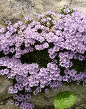 Fotografia 10 da espécie Globularia repens no Jardim Botânico UTAD