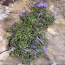 Fotografia 11 da espécie Globularia repens do Jardim Botânico UTAD