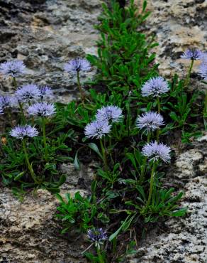 Fotografia 12 da espécie Globularia repens no Jardim Botânico UTAD