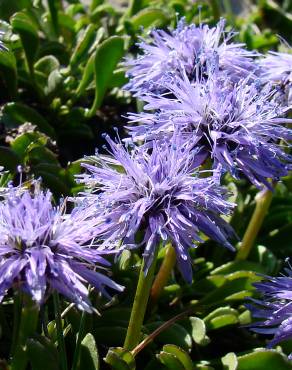 Fotografia 1 da espécie Globularia repens no Jardim Botânico UTAD