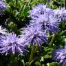 Fotografia 1 da espécie Globularia repens do Jardim Botânico UTAD