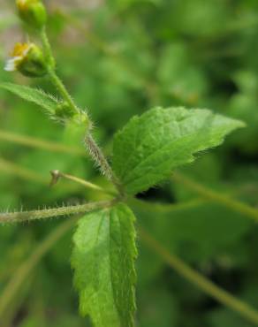 Fotografia 1 da espécie Galinsoga ciliata no Jardim Botânico UTAD