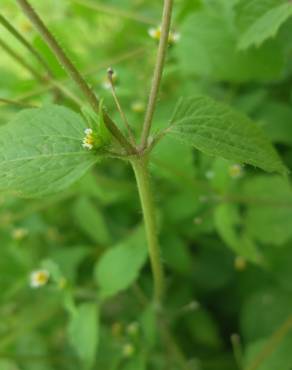 Fotografia 3 da espécie Galinsoga ciliata no Jardim Botânico UTAD