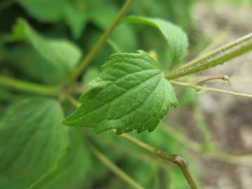 Fotografia da espécie Galinsoga ciliata