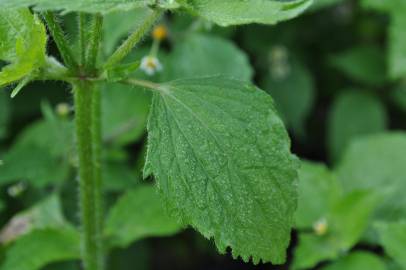 Fotografia da espécie Galinsoga ciliata