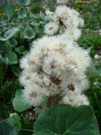 Fotografia da espécie Petasites paradoxus