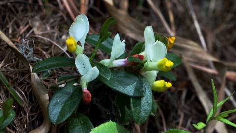 Fotografia da espécie Polygala chamaebuxus