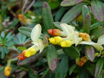 Fotografia da espécie Polygala chamaebuxus
