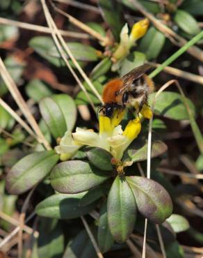 Fotografia 11 da espécie Polygala chamaebuxus no Jardim Botânico UTAD