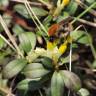 Fotografia 11 da espécie Polygala chamaebuxus do Jardim Botânico UTAD