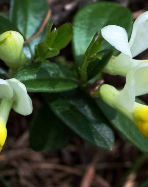 Fotografia 1 da espécie Polygala chamaebuxus no Jardim Botânico UTAD