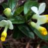 Fotografia 1 da espécie Polygala chamaebuxus do Jardim Botânico UTAD