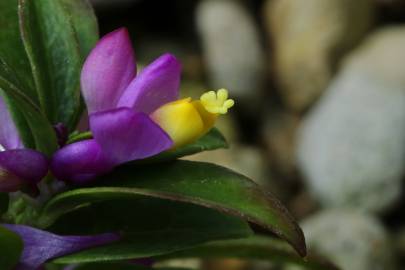 Fotografia da espécie Polygala chamaebuxus