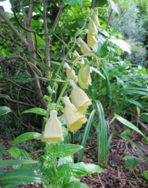 Fotografia 7 da espécie Digitalis lutea no Jardim Botânico UTAD