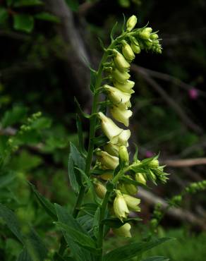 Fotografia 9 da espécie Digitalis lutea no Jardim Botânico UTAD